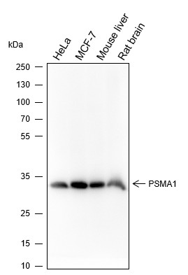 Recombinant PSMA1 Monoclonal Antibody (AN301638L)