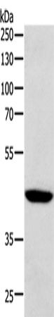 SOX-7 Polyclonal Antibody (E-AB-10608)