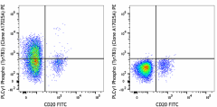 PE anti-PLCγ1 Phospho (Tyr783) Antibody (612403)