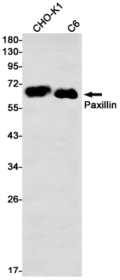 Recombinant Paxillin Monoclonal Antibody (E-AB-81593)