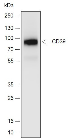 Recombinant CD39 Monoclonal Antibody (AN301981L)
