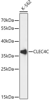 CLEC4C Polyclonal Antibody (E-AB-90647)