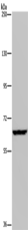 IVL Polyclonal Antibody (E-AB-13495)
