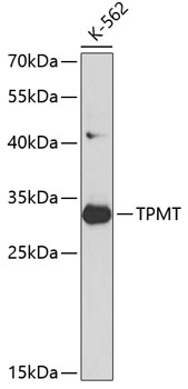 TPMT Polyclonal Antibody (E-AB-60140)