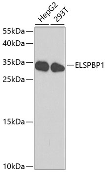 ELSPBP1 Polyclonal Antibody (E-AB-60642)