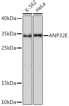 ANP32E Polyclonal Antibody (E-AB-91735)