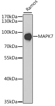 MAPK7 Polyclonal Antibody (E-AB-60614)