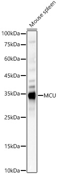 MCU Polyclonal Antibody (E-AB-93334)