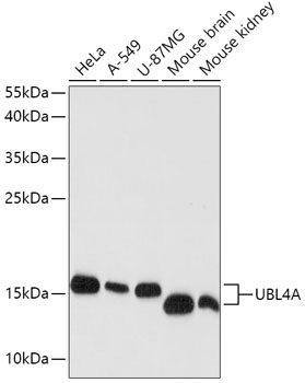 UBL4A Polyclonal Antibody (E-AB-65470)