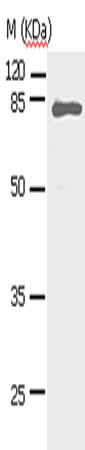 STAT5A Polyclonal Antibody (E-AB-13825)