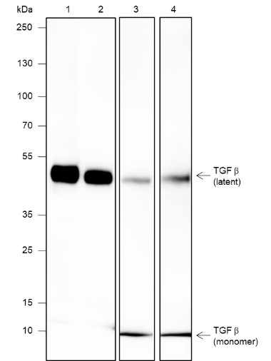 Recombinant TGF beta 1 Monoclonal Antibody (AN301902L)