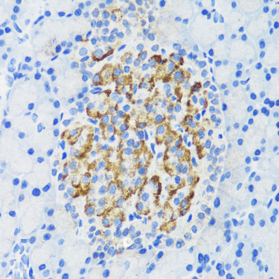 DLK1 Polyclonal Antibody (E-AB-60769)