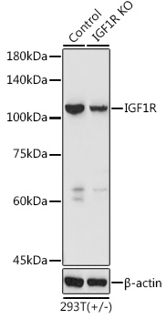 (KO Validated) IGF1R Polyclonal Antibody (E-AB-68249)