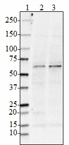 Purified anti-BACE1 Antibody (852901)