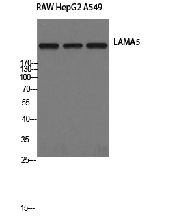 Laminin alpha5 Polyclonal Antibody (E-AB-31903)