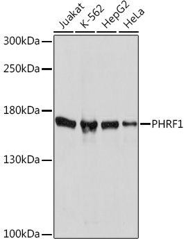 PHRF1 Polyclonal Antibody (E-AB-91727)