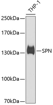 SPN Polyclonal Antibody (E-AB-61944)
