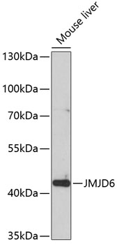 JMJD6 Polyclonal Antibody (E-AB-61144)