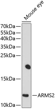 ARMS2 Polyclonal Antibody (E-AB-90096)