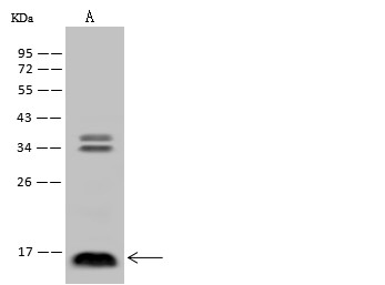 IL3 Monoclonal Antibody (AN200251P)