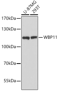 WBP11 Polyclonal Antibody (E-AB-66718)