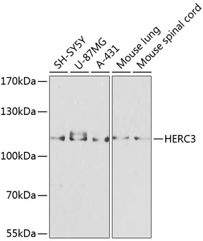 HERC3 Polyclonal Antibody (E-AB-68425)