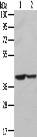 STX16 Polyclonal Antibody (E-AB-11622)