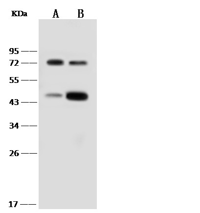 Recombinant IL18RAP/IL1R7 Monoclonal Antibody (AN300305P)