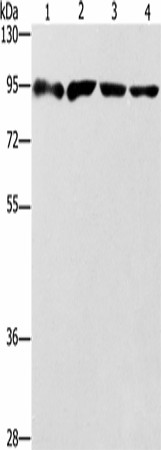 ZBTB10 Polyclonal Antibody (E-AB-53220)