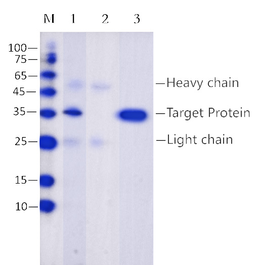Anti-His(HHHHHH) Immunomagnetic Beads (EA-IP-008M)