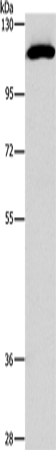 STAT2 Polyclonal Antibody (E-AB-16244)