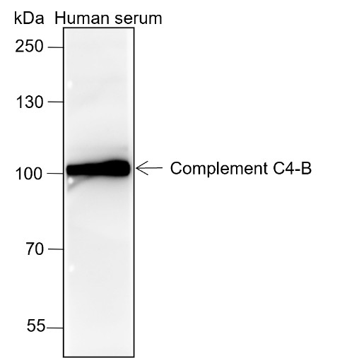 Recombinant Complement C4-B Monoclonal Antibody (AN301451L)