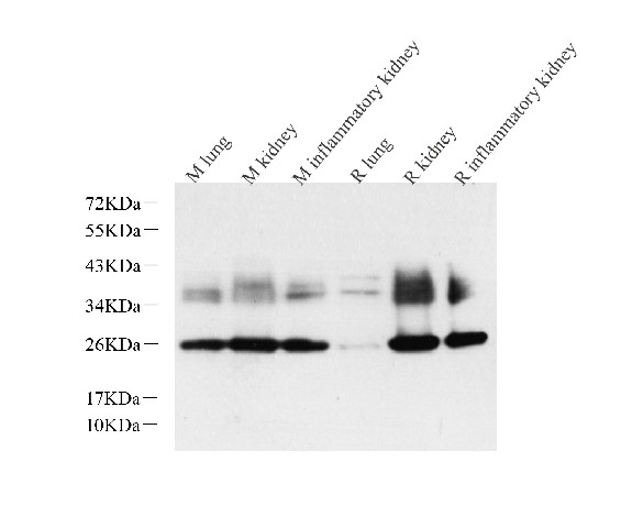 AQP1 Polyclonal Antibody (E-AB-70278)