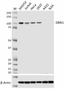 Purified anti-DBN1 Antibody (633251)