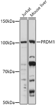 PRDM1 Polyclonal Antibody (E-AB-92162)