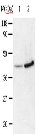 ANXA2 Polyclonal Antibody (E-AB-13807)