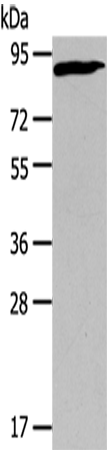 CUL2 Polyclonal Antibody (E-AB-15575)
