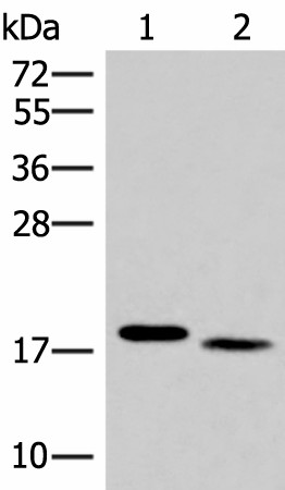 IL36A Polyclonal Antibody (E-AB-18108)