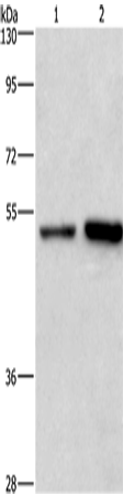 SYT4 Polyclonal Antibody (E-AB-14373)