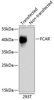 FCAR Polyclonal Antibody (E-AB-68010)