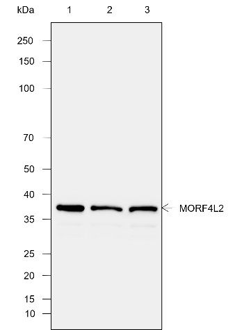 Recombinant MORF4L2 Monoclonal Antibody (AN302049L)
