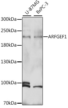 ARFGEF1 Polyclonal Antibody (E-AB-91547)