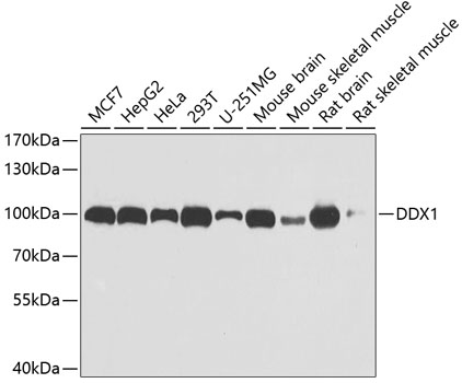 DDX1 Polyclonal Antibody (E-AB-61224)