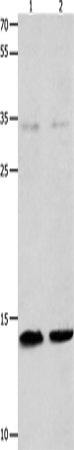MYL9 Polyclonal Antibody (E-AB-15791)