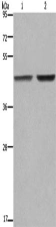 GABPB2 Polyclonal Antibody (E-AB-11251)