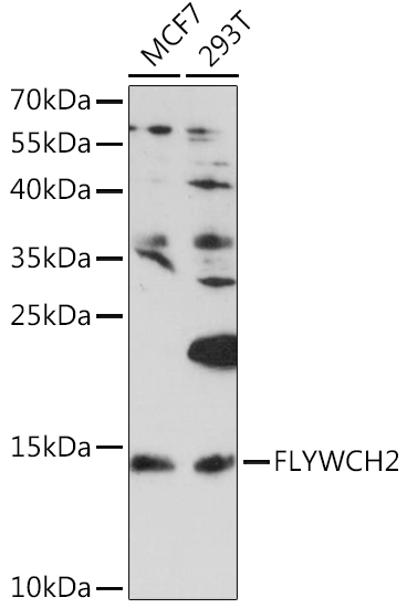 FLYWCH2 Polyclonal Antibody (E-AB-91205)