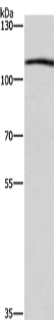 COPB1 Polyclonal Antibody (E-AB-14790)