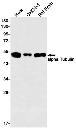 Recombinant alpha Tubulin Monoclonal Antibody (E-AB-81458)
