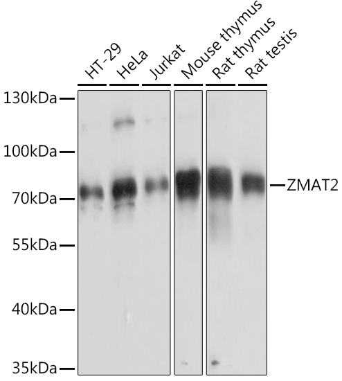 ZMAT2 Polyclonal Antibody (E-AB-90853)