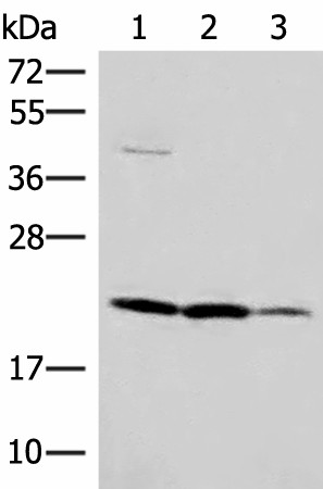IL37 Polyclonal Antibody (E-AB-18110)